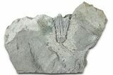 Mississippian Fossil Crinoid - Crawfordsville, Indiana #326409-1